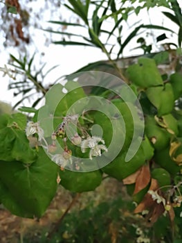 Bulbophyllum lindleyanumÃÂ is a species of orchidÃÂ in the genusÃÂ  Bulbo phyllum photo